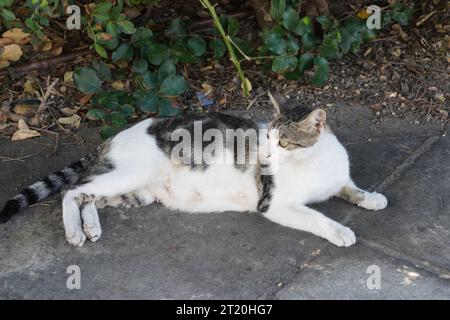 Ausgewachsene weiße und graue Katze, die sich auf dem Bauch auf dem Bürgersteig im Schatten gestreckt hat. Im Hintergrund stehen Büsche. Stockfoto