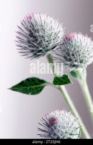 Klettenblüten in Nahaufnahme. Heilpflanze. Naturmedizin und Körper- und Haarpflege. Hochwertige Fotos. Stockfoto