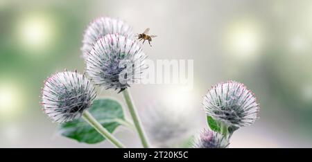 Banner mit Klettendornen, Bienen und Lichterglanz. Heilpflanze. Das Konzept der Naturmedizin und Kosmetik. Nahaufnahme Stockfoto