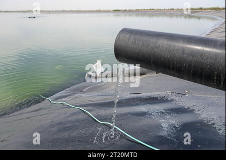 Israel, Landwirtschaft ISRAEL, Stadt Kiriat Malachi, Kibbuzfarm Tzabar-Kama, Teich mit recyceltem Wasser aus der Wasseraufbereitungsanlage von Jerusalem, das Wasser wird zur Bewässerung verwendet *** Kibutz Farm, Becken mit aufbereitetem Schmutzwasser aus einem Klärwerk, das Wasser wird zur Bewässerung verwendet Israel Stockfoto