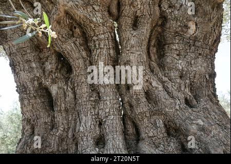 Palästina, Olivenanbau PALÄSTINA, Jenin, Olivenanbau, 2000 Jahre alter Olivenbaum aus der römischen Zeit Jenin Palestine *** PALÄSTINA, Jenin, Oliven Anbau, 2000 Jahre alter Olivenbaum aus der römischen Zeit Jenin Palestine Stockfoto