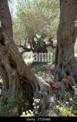 Palästina, Olivenanbau PALÄSTINA, Jenin, Olivenanbau, 2000 Jahre alter Olivenbaum aus der römischen Zeit Jenin Palestine *** PALÄSTINA, Jenin, Oliven Anbau, 2000 Jahre alter Olivenbaum aus der römischen Zeit Jenin Palestine Stockfoto