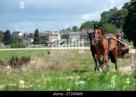 Französische Trabpferde werden in der Normandie ausgeübt Stockfoto