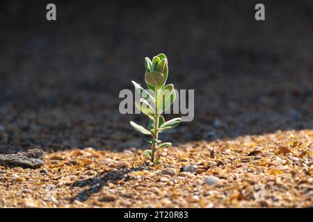 Salbei sprießt auf dem Sand Stockfoto