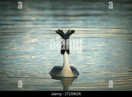 Wunderschöner toller Kamm am Teich (Podiceps cristatus) Stockfoto