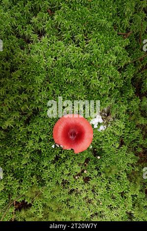 Rote Fliege auf einem grünen Moosteppich (Amanita muscaria) Stockfoto