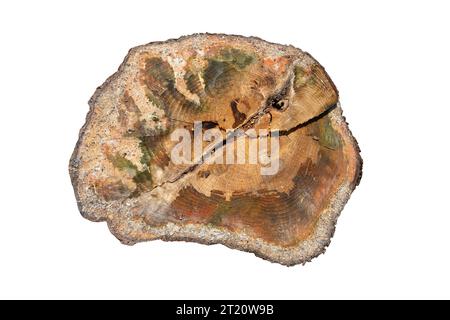 Fichte Stammabschnitt isoliert über weißem Hintergrund (Baumschnitt) Stockfoto