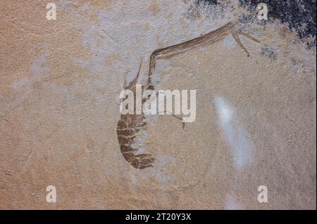 Ein altes Fossil einer Garnelenart Stockfoto