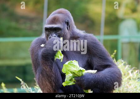 Ein Gorilla, der einen Snack mit frischem Salat in der warmen Sonne genießt Stockfoto