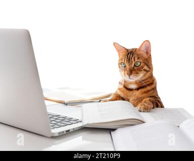 Die Katze sitzt am Schreibtisch und schaut auf den Laptop. Katze und Laptop auf weißem Hintergrund. Stockfoto