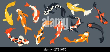 Koi-Fischsammlung. Exotische asiatische Goldfische, farbenfrohe traditionelle Karpfen im Teich, chinesische Koi-Teichdekoration im Zeichentrickstil. Vektor-isolierter Satz Stock Vektor