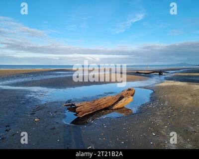 Eine Nahaufnahme eines verwitterten Baumstamms am Strand unter dem blauen Himmel Stockfoto