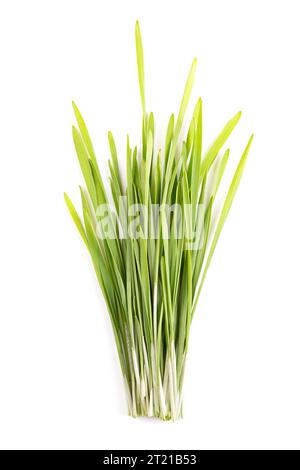 Ein Haufen frisches Weizengras. Gekeimte erste Blätter des Weichweizens Triticum aestivum, das als Nahrungsmittel, Getränke oder Nahrungsergänzungsmittel verwendet wird. Stockfoto