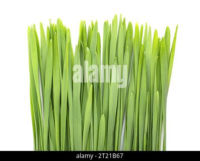 Weizengras von oben. Frisch gekeimte erste Blätter des Weichweizens Triticum aestivum, das als Nahrungsmittel, Getränke oder Nahrungsergänzungsmittel verwendet wird. Stockfoto