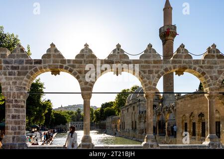 Sanliurfa, Türkei - 15. Juli 2023: Der See und die Fische darin, im Stadtzentrum von Şanlıurfa, wo man glaubt, dass der Prophet Abraham Stockfoto