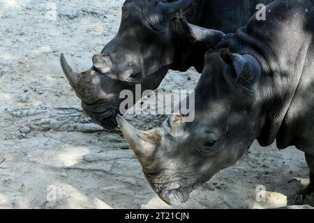 Nay Pyi Taw, Myanmar. Oktober 2023. Nashörner werden im Safari Park in Nay Pyi Taw, Myanmar, am 16. Oktober 2023 gesehen. Quelle: Myo Kyaw Soe/Xinhua/Alamy Live News Stockfoto