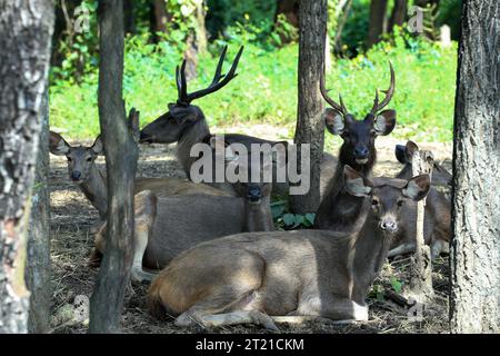 Nay Pyi Taw, Myanmar. Oktober 2023. Elche werden im Safari Park in Nay Pyi Taw, Myanmar, am 16. Oktober 2023 gesehen. Quelle: Myo Kyaw Soe/Xinhua/Alamy Live News Stockfoto