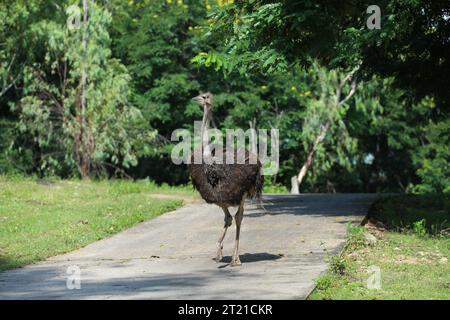 Nay Pyi Taw, Myanmar. Oktober 2023. Ein Strauß wird im Safari Park in Nay Pyi Taw, Myanmar, am 16. Oktober 2023 gesehen. Quelle: Myo Kyaw Soe/Xinhua/Alamy Live News Stockfoto