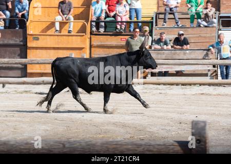 Frankreich, Aigues-Mortes, 9. Oktober 2023. Black Bull läuft bei der Bullenshow, Gard, Occitanie Stockfoto