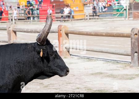 Frankreich, Aigues-Mortes, 9. Oktober 2023. Porträt eines Schwarzen Stiers, der bei der Bullenshow läuft, Gard, Occitanie Stockfoto