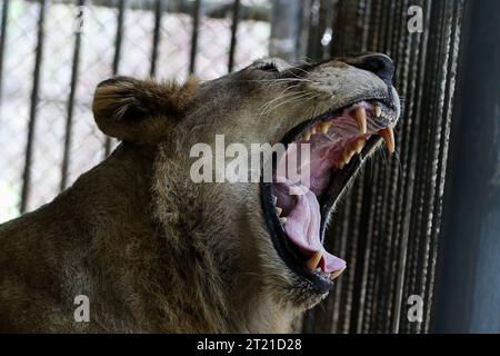 Nay Pyi Taw, Myanmar. Oktober 2023. Ein Löwe brüllt im Safari Park in Nay Pyi Taw, Myanmar, 16. Oktober 2023. Quelle: Myo Kyaw Soe/Xinhua/Alamy Live News Stockfoto