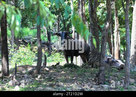 Nay Pyi Taw, Myanmar. Oktober 2023. Ein gnu ist im Safari Park in Nay Pyi Taw, Myanmar, am 16. Oktober 2023 zu sehen. Quelle: Myo Kyaw Soe/Xinhua/Alamy Live News Stockfoto