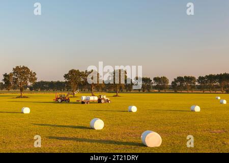 Silageernte mit Traktoren in Gelderland, Niederlande Stockfoto