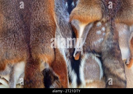 Hängende Sammlung von Fellen toter niederländischer Füchse Stockfoto