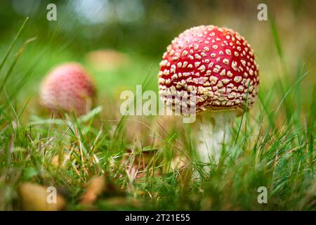 Wilder Amanita Muscaria Pilz im Herbst. Ein roter Amanita Muscaria Pilz wächst in freier Wildbahn. Stockfoto