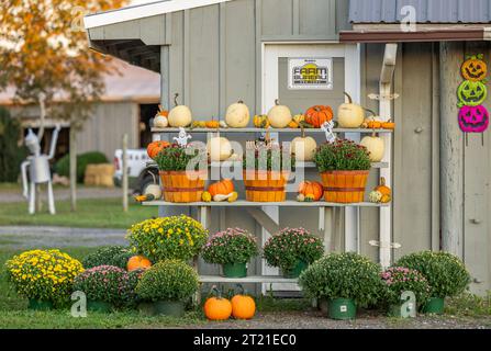 Herbstvorstellung frischer Produkte auf den Kruspki Farmen Stockfoto