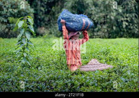 Attraktive Arbeitnehmerin, die Teeblätter pflückt und die Ernte auf Kopf auf der Teeplantage in Assam, Indien, trägt. Stockfoto
