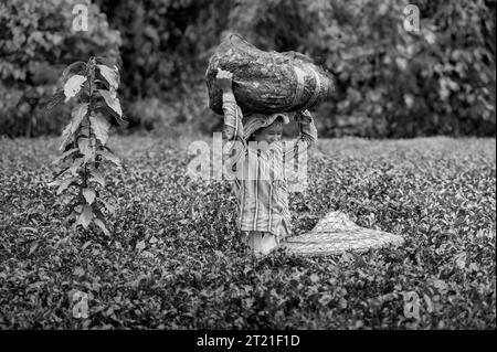 Attraktive Arbeitnehmerin, die Teeblätter pflückt und die Ernte auf Kopf auf der Teeplantage in Jorhat, Indien. Stockfoto
