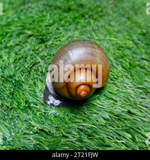 Eine braune Schnecke mit spiralförmiger Schale, die auf einem synthetischen Gras krabbelt Stockfoto