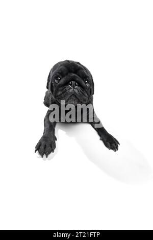 Porträt des süßen kleinen schwarzen Mops, eines Zuchthundes, der liegend und mit seinen großen, klugen Augen vor dem Hintergrund des Studios in die Kamera schaut. Kopierbereich für Text. Stockfoto