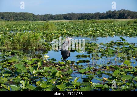 Reiher in natürlicher Umgebung am Lake Tohopekaliga, St. Cloud, Kissimee, Florida, über die Quellen der everglades Stockfoto