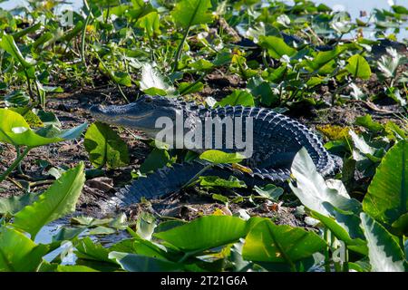 Alligator in natürlicher Umgebung am Lake Tohopekaliga, St. Cloud, Kissimee, Florida, über die Quellen der everglades Stockfoto