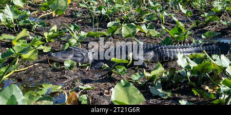 Alligator in natürlicher Umgebung am Lake Tohopekaliga, St. Cloud, Kissimee, Florida, über die Quellen der everglades Stockfoto