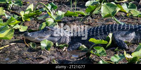 Alligator in natürlicher Umgebung am Lake Tohopekaliga, St. Cloud, Kissimee, Florida, über die Quellen der everglades Stockfoto