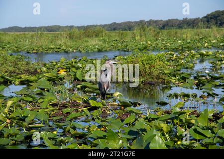 Reiher in natürlicher Umgebung am Lake Tohopekaliga, St. Cloud, Kissimee, Florida, über die Quellen der everglades Stockfoto