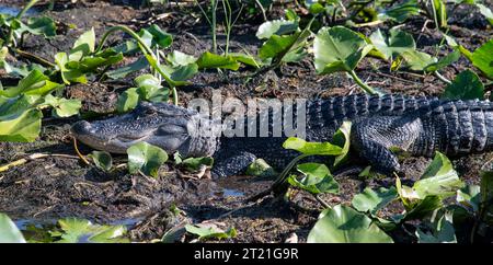 Alligator in natürlicher Umgebung am Lake Tohopekaliga, St. Cloud, Kissimee, Florida, über die Quellen der everglades Stockfoto