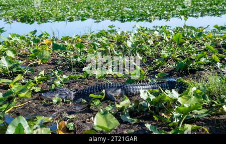 Alligator in natürlicher Umgebung am Lake Tohopekaliga, St. Cloud, Kissimee, Florida, über die Quellen der everglades Stockfoto