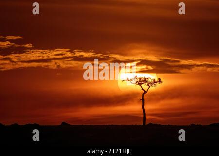 Silhouette von Geiern, die bei Sonnenuntergang auf einem Akazienbaum im Masai Mara, Kenia, sitzen. Stockfoto