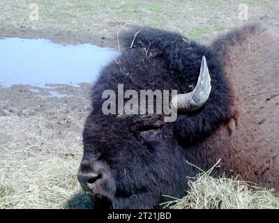 Eine Nahaufnahme des Kopfes eines Bisons in Alaska zeigt sein dickes Fell, das geschwungene Horn und die starken Gesichtszüge, die für dieses große nordamerikanische Säugetier charakteristisch sind. Stockfoto