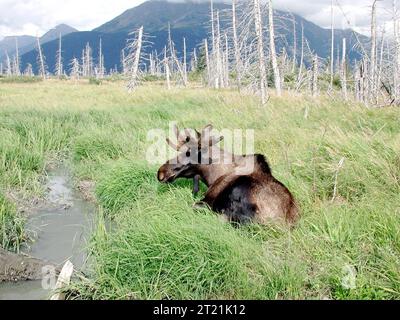 Ein junger Bullenelch ruht in einem grasbewachsenen Gebiet nahe dem Wasser in Alaska. Diese Tiere sind für ihre große Größe bekannt und kommen häufig in Wald- und Feuchtgebieten vor. Lage: Alaska, USA. Stockfoto