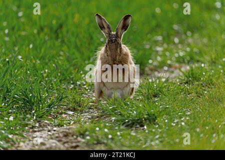 Brown Hare - Lepus europaeus waht seine Pfoten nach einem Boxkampf. Stockfoto
