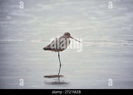 Ein marmorierter Godwit, Limosa fedoa, stehend in flachem Wasser mit langen Beinen und leicht nach oben gedrehtem Schnabel. Dieser große Küstenvogel ernährt sich von Insekten und Krebstieren in Küsten- und Präriefüchtgebieten. Stockfoto