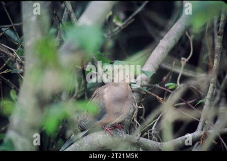 Die Trauertaube ist ein schlanker Langschwanzvogel mit rosa Unterseite und schwarzen Flecken auf den Flügeln. Sie ist die am weitesten verbreitete Taube in Nordamerika und nistet das ganze Jahr über in vielen Regionen. Trauertauben sind reichlich und geschützte Singvögel. Standort: Nordamerika. Stockfoto