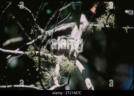 Der Pygmy Nuthatch ist ein kleiner, aktiver Vogel, der in Nadelwäldern vorkommt. Er ist bekannt für seine soziale Natur, die oft in kleinen Herden zu sehen ist, und für seine Fähigkeit, Insekten und Samen auf Baumstämmen zu fressen. Stockfoto