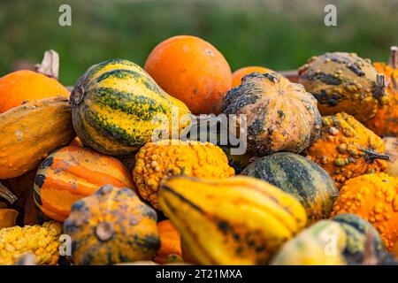 Kürbis und Zierkürbis in verschiedenen Sorten und Farben auf einem großen Stapel, der vor grüner Natur gekürzt wird Stockfoto