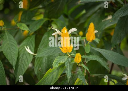 Gelbe Blüten von goldenen Garnelen oder Lutscher (Pachystachys lutea) Stockfoto